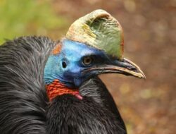 Burung Paling Beracun di Dunia Ditemukan di Indonesia