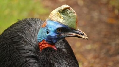 Burung Paling Beracun di Dunia Ditemukan di Indonesia