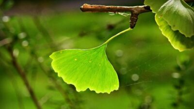 Penelitian Mengungkap Tanda-tanda Kiamat Terlihat pada Daun