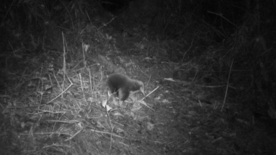 Makhluk Misterius yang Dikira Punah Tiba-Tiba Muncul di Indonesia