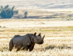 Mengapa Badak Afrika Disuntik Pakai Nuklir dan Nasibnya