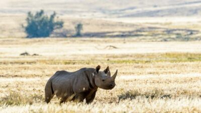 Mengapa Badak Afrika Disuntik Pakai Nuklir dan Nasibnya