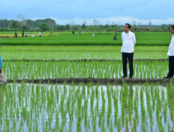 Aktivis Papua Mendesak Untuk Menghentikan Proyek Satu Juta Hektar Sawah di Merauke