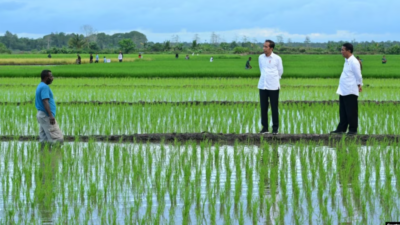 Aktivis Papua Mendesak Untuk Menghentikan Proyek Satu Juta Hektar Sawah di Merauke