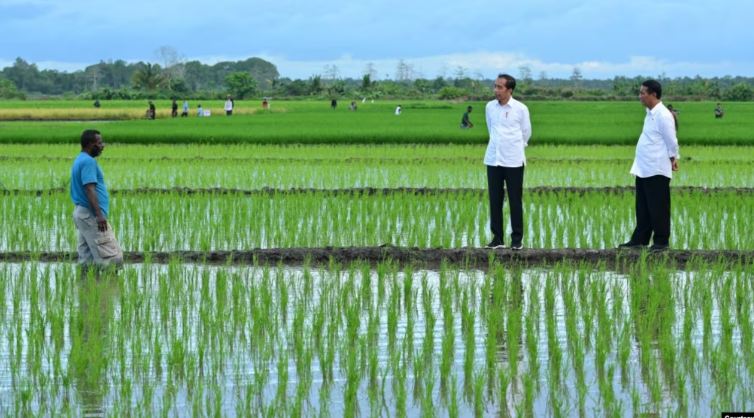 Aktivis Papua Mendesak Untuk Menghentikan Proyek Satu Juta Hektar Sawah di Merauke