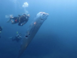 “Ikan Kiamat Raksasa: Penemuan Menakjubkan di Laut Taiwan”
