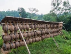 Padi Huma sebagai Bukti Ketahanan Pangan yang Berkelanjutan dan Konservasi Alam di Baduy dan Arista Montana