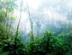 Tanda Kiamat Terlihat di Daun: Apa yang Perlu Kita Waspadai?