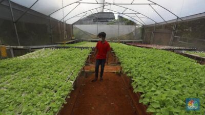 Tanaman Penyelamat dari ‘Kiamat Nuklir’