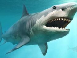 Misteri Lubang Hidung Ikan Hiu yang Menakjubkan