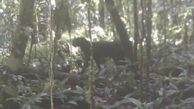 Heboh: Kucing Merah Kalimantan Kembali Setelah 20 Tahun